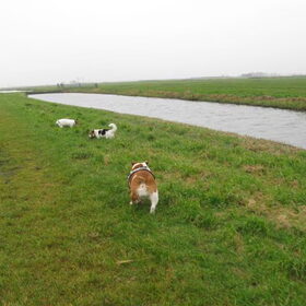 Hondenfoto van Thara 
