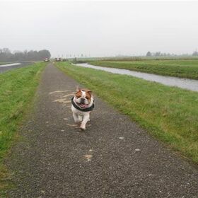 Hondenfoto van Thara 