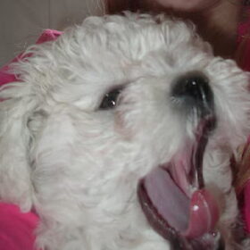 Het is een vermoeiend leven als kleine pup
