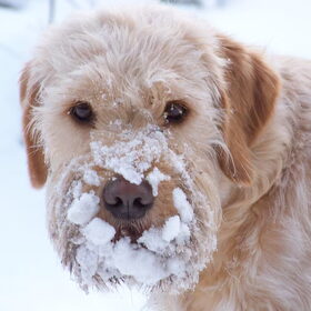 Matchy met haar lekkere sneeuwbekkie : - )