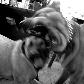 robbetje met Cash.. de akita.. all went well.. de Akita is een…