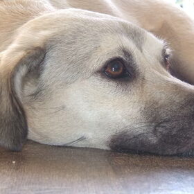 dit is Daantje, een sloughy (soort windhond) mix, die uit de…