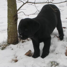 daantje toen ie pup was