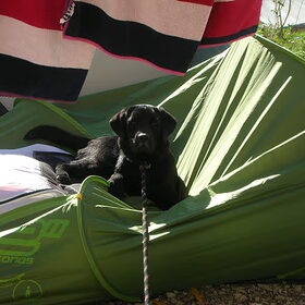 daantje op de tent gekropen.