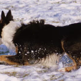 Working Border Collie Pentwyncoch Eagan