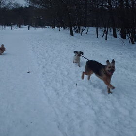 Hondenfoto van liesbeth,Turbo,Luna, Levi en Faith
