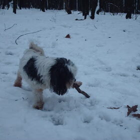 Hondenfoto van liesbeth,Turbo,Luna, Levi en Faith