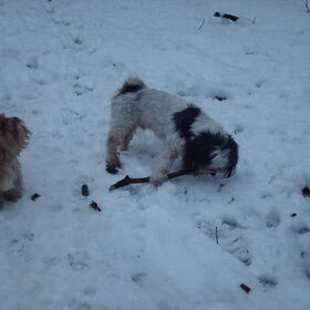 Hondenfoto van liesbeth,Turbo,Luna, Levi en Faith
