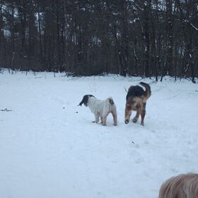 Hondenfoto van liesbeth,Turbo,Luna, Levi en Faith
