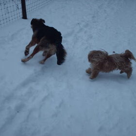 Hondenfoto van liesbeth,Turbo,Luna, Levi en Faith