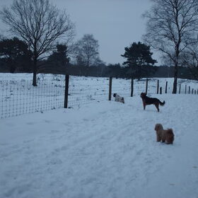 Hondenfoto van liesbeth,Turbo,Luna, Levi en Faith
