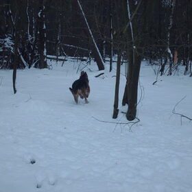 Hondenfoto van liesbeth,Turbo,Luna, Levi en Faith