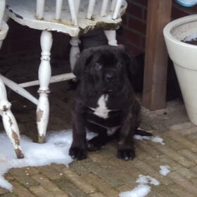 Hondenfoto van Sumu