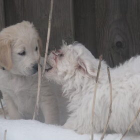 Bo en Joep (de maltheserpup van mijn ouders)hebben hun eerste…