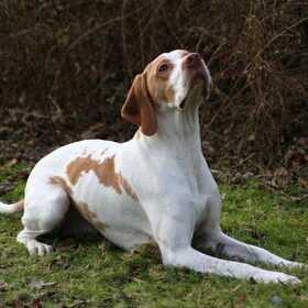 dit is branco...en echte engelse pointer