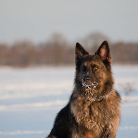 Hondenfoto van De Mecheltjes clan