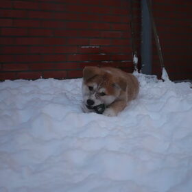Hondenfoto van * Sisqo+ Shiba & Yumi *