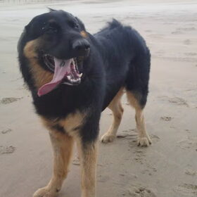 Harde wind