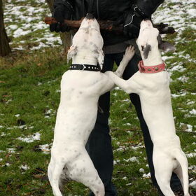 arm in arm nou ja poot