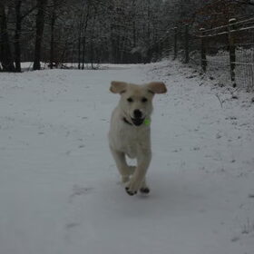 Hondenfoto van Kaatje