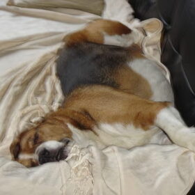 Dit is Lobo, x met een beagle. Hij is nu bijna 11 jaar en echt…