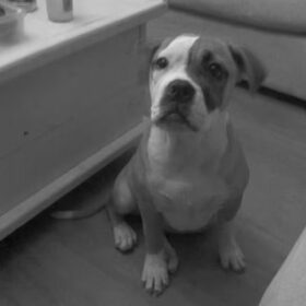 tja dit is wat honden zien zwart/wit