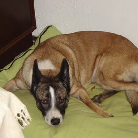 Dit is Daisy, heb haar ooit in eemnes gevonden, ze was erg bang…