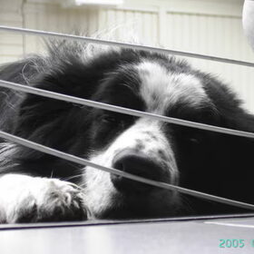 Border Collie, 2001