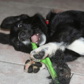 dit is Luca, de Corgipup van mijn zus. Hij logeert in de…