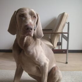 Weimaraner Korthaar