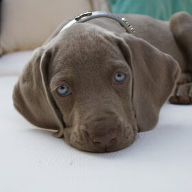 weimaraner puppy korthaar