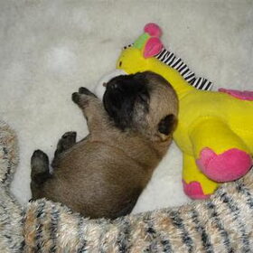 pup slaap lekker op haar knuffel