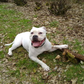 Hondenfoto van Lady,,,Melissa,,,Rocco
