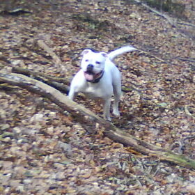 Hondenfoto van Lady,,,Melissa,,,Rocco
