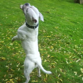 Hondenfoto van Lady,,,Melissa,,,Rocco