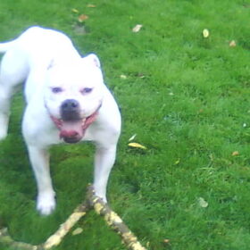 Hondenfoto van Lady,,,Melissa,,,Rocco