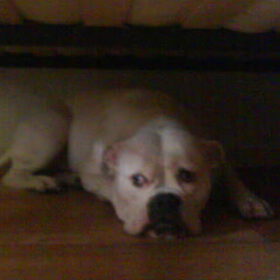 Hondenfoto van Lady,,,Melissa,,,Rocco