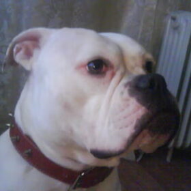 Hondenfoto van Lady,,,Melissa,,,Rocco