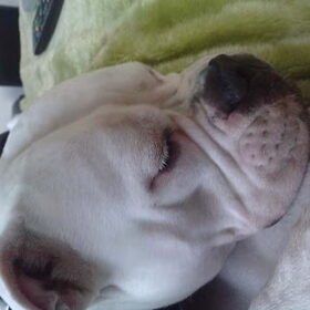 Hondenfoto van Lady,,,Melissa,,,Rocco