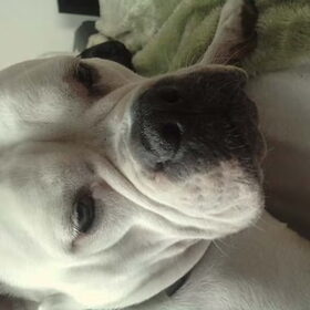 Hondenfoto van Lady,,,Melissa,,,Rocco