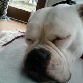 Hondenfoto van Lady,,,Melissa,,,Rocco
