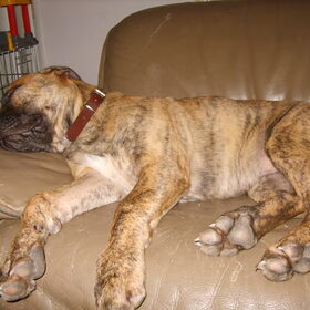 Hondenfoto van nicole & rocky , Bickel en max