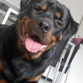 Hondenfoto van Hannie met Beer en Chelsea