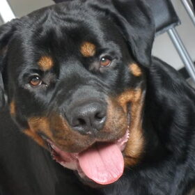 Hondenfoto van Hannie met Beer en Chelsea