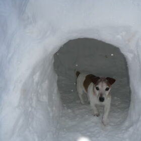 Spikey in de iglo