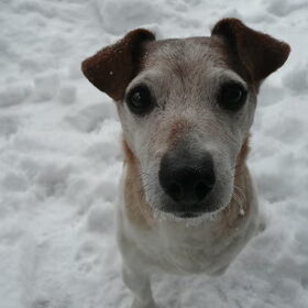 Spikey in de sneeuw