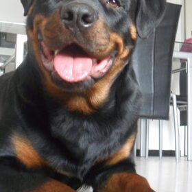 Hondenfoto van Hannie met Beer en Chelsea