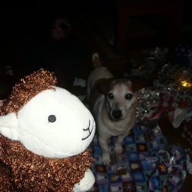 Spikey en zijn kerstcadeautje!