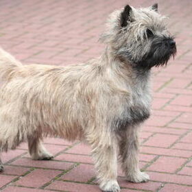 Kille (Chardas Code Red ) de vader van onze pup`s Kille is van…
