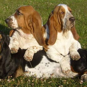 Basset Hounds